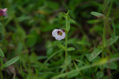 Centranthera indica